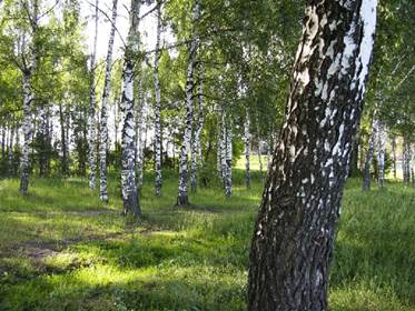 Древесина березы