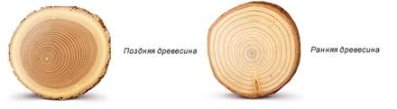 Древесина дуба